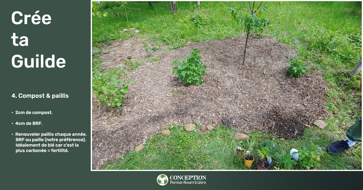 Comment je crée mes guildes en permaculture au Québec - Ajouter du carton, du compost et du paillis