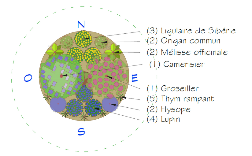 Association de plantes pour les écoles en permaculture au Québec