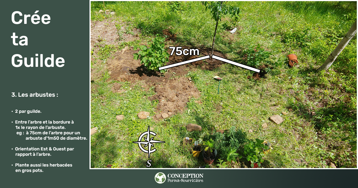 Comment je crée mes guildes en permaculture au Québec - La position des arbustes