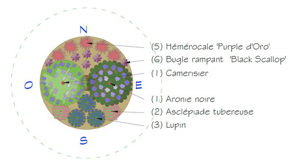 Association de plantes pour les écoles en permaculture au Québec