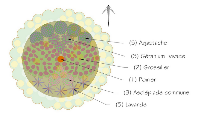 Association de plantes mellifères - Floraison juillet / août