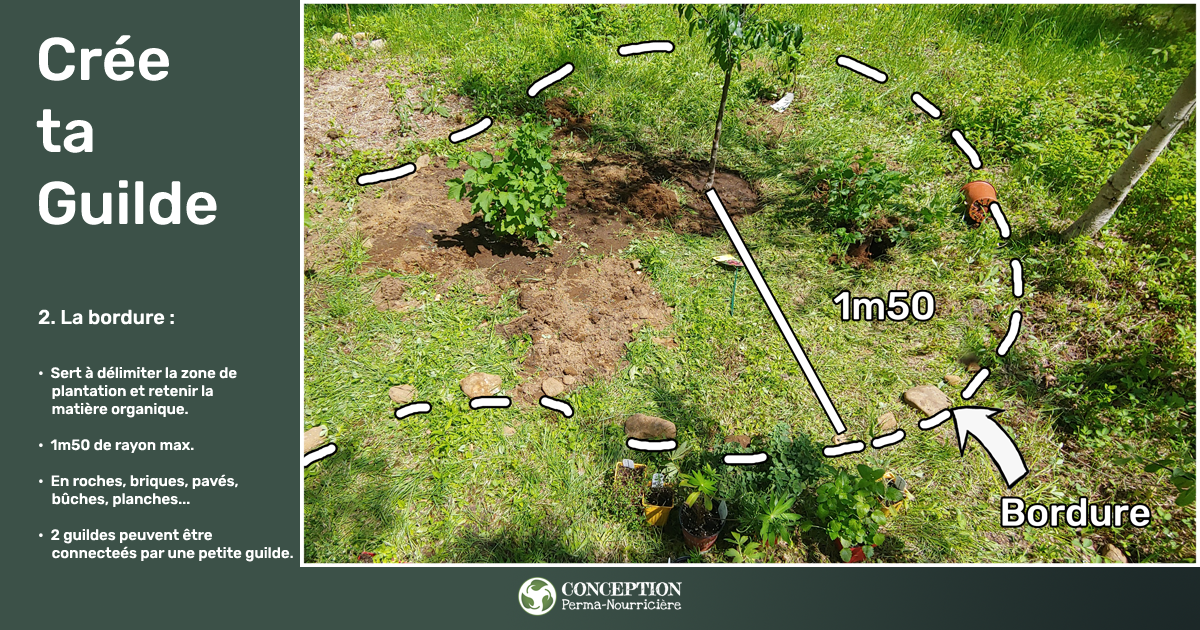 Comment je crée mes guildes en permaculture au Québec - Le diamètre de la guilde