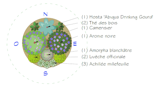 Association de plantes pour les écoles en permaculture au Québec