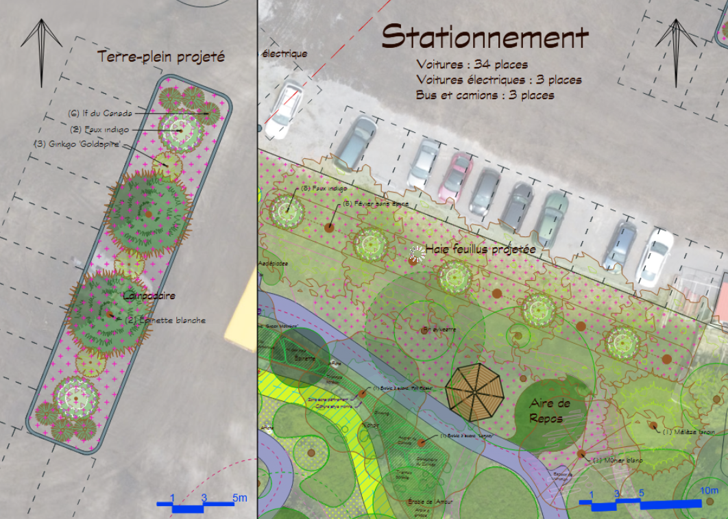 Zoom du plan 2D sur le stationnement du Musée : un terre-plein planté d'arbres, une haie de feuillus le long des places et une aire de repos ombragée. Le verdissement d'un stationnement, pensé pour en faire un îlot de fraîcheur.