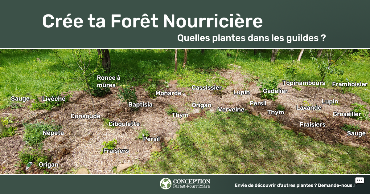 Comment je crée mes guildes en permaculture au Québec - Le nom des plantes utilisées