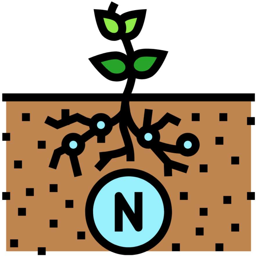 Le cycle de l'azote, de l'air au sol en passant par la plante