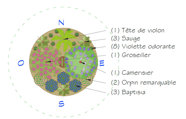 Association de plantes pour les écoles en permaculture au Québec