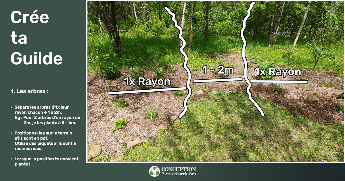 Comment je crée mes guildes en permaculture au Québec - La distance entre les arbres