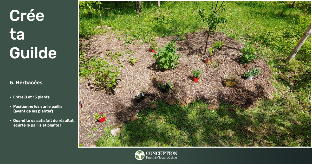 Comment je crée mes guildes en permaculture au Québec - Placer les herbacées