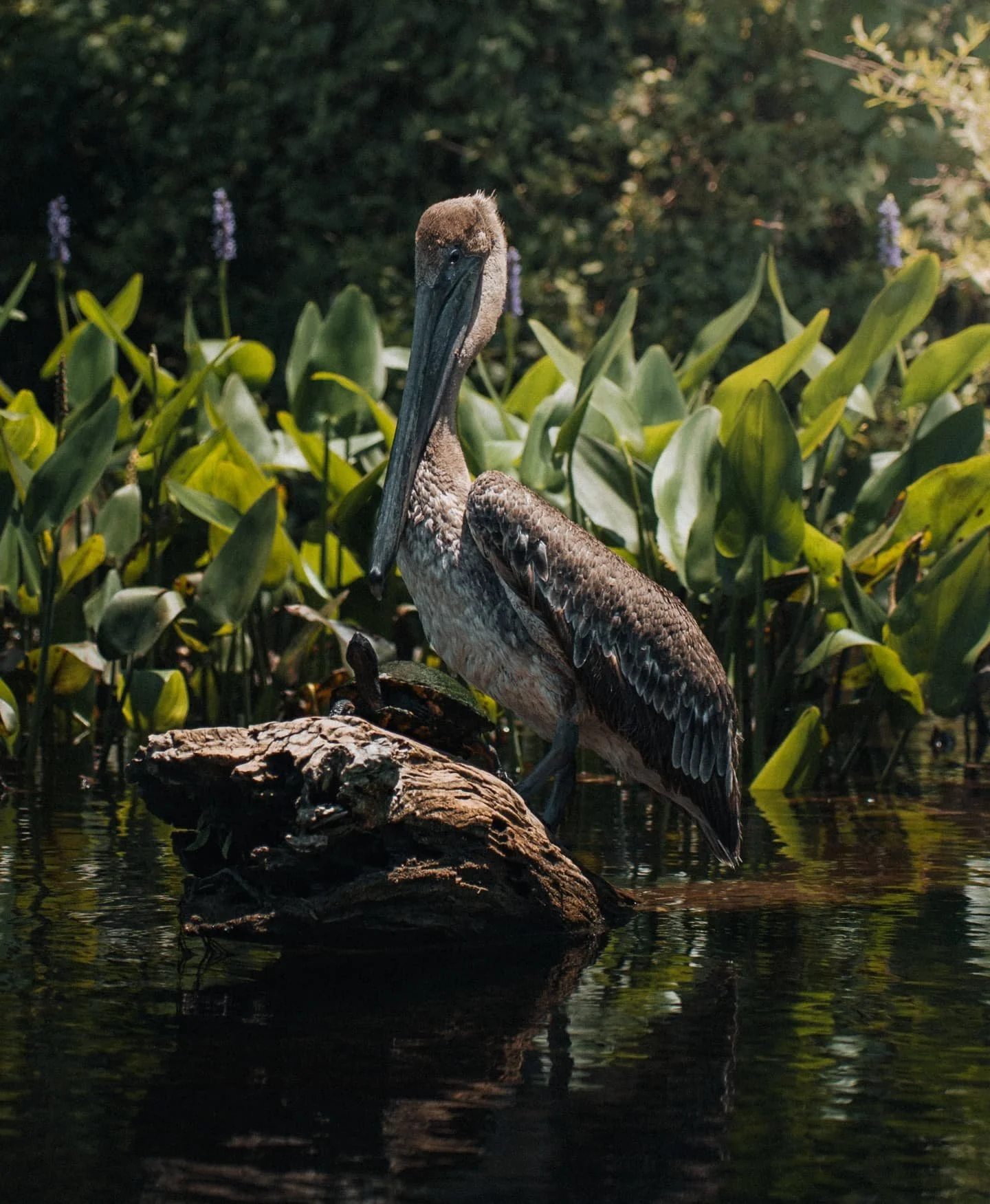 The Wakulla River offers a captivating experience, teeming with diverse wildlife, including sightings of manatees and various bird species. Highly recommended.

#WakullaRiver #WildlifeAdventure #boatcaptain #riverlife #adventuretime