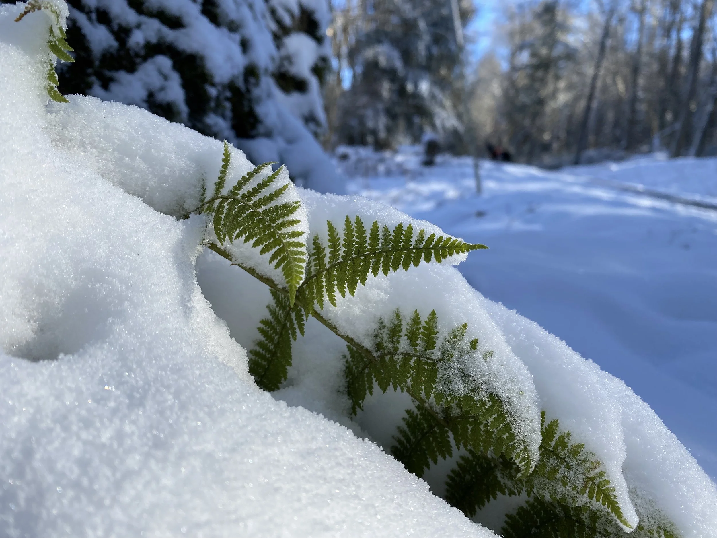 The Gospel of Matthew