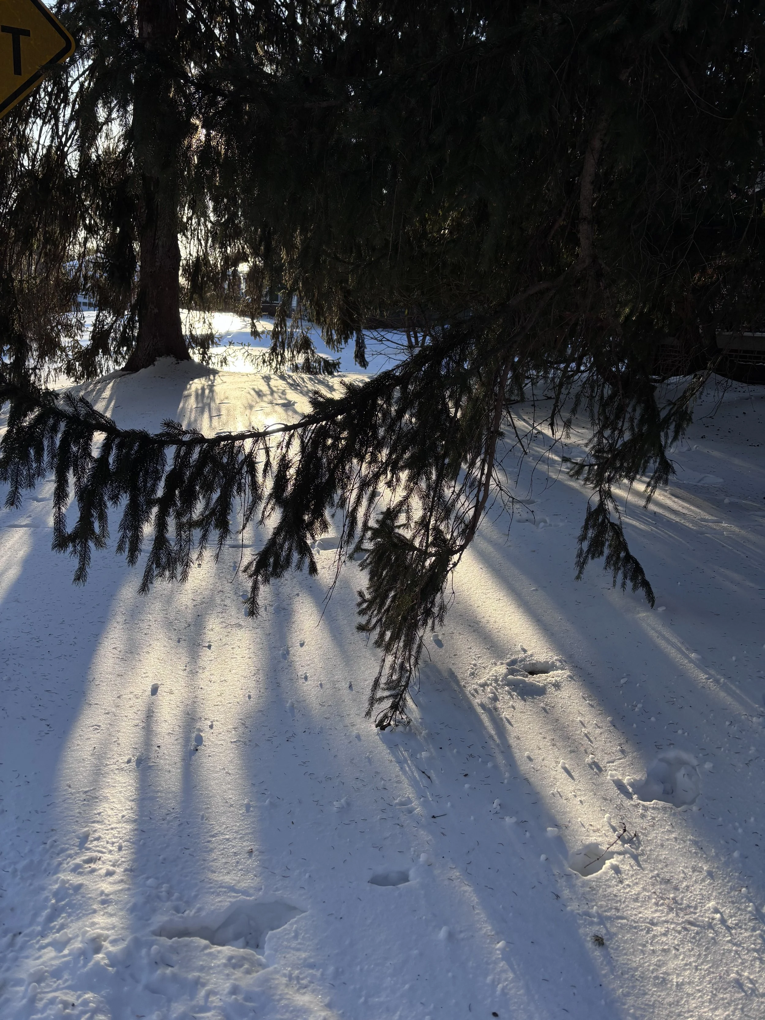 The King from Nowhere—Matthew 2