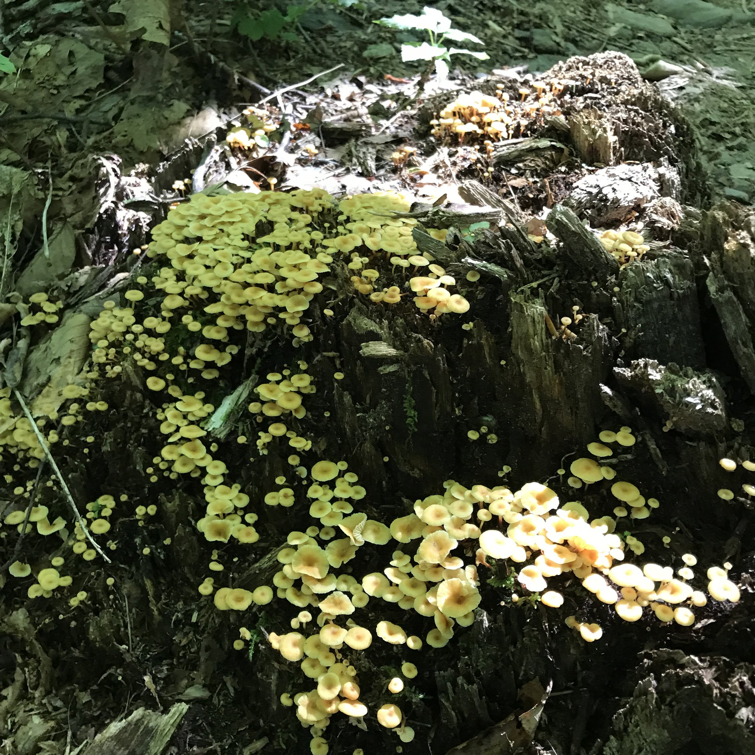 Salt and Light—Matthew 5:11-16