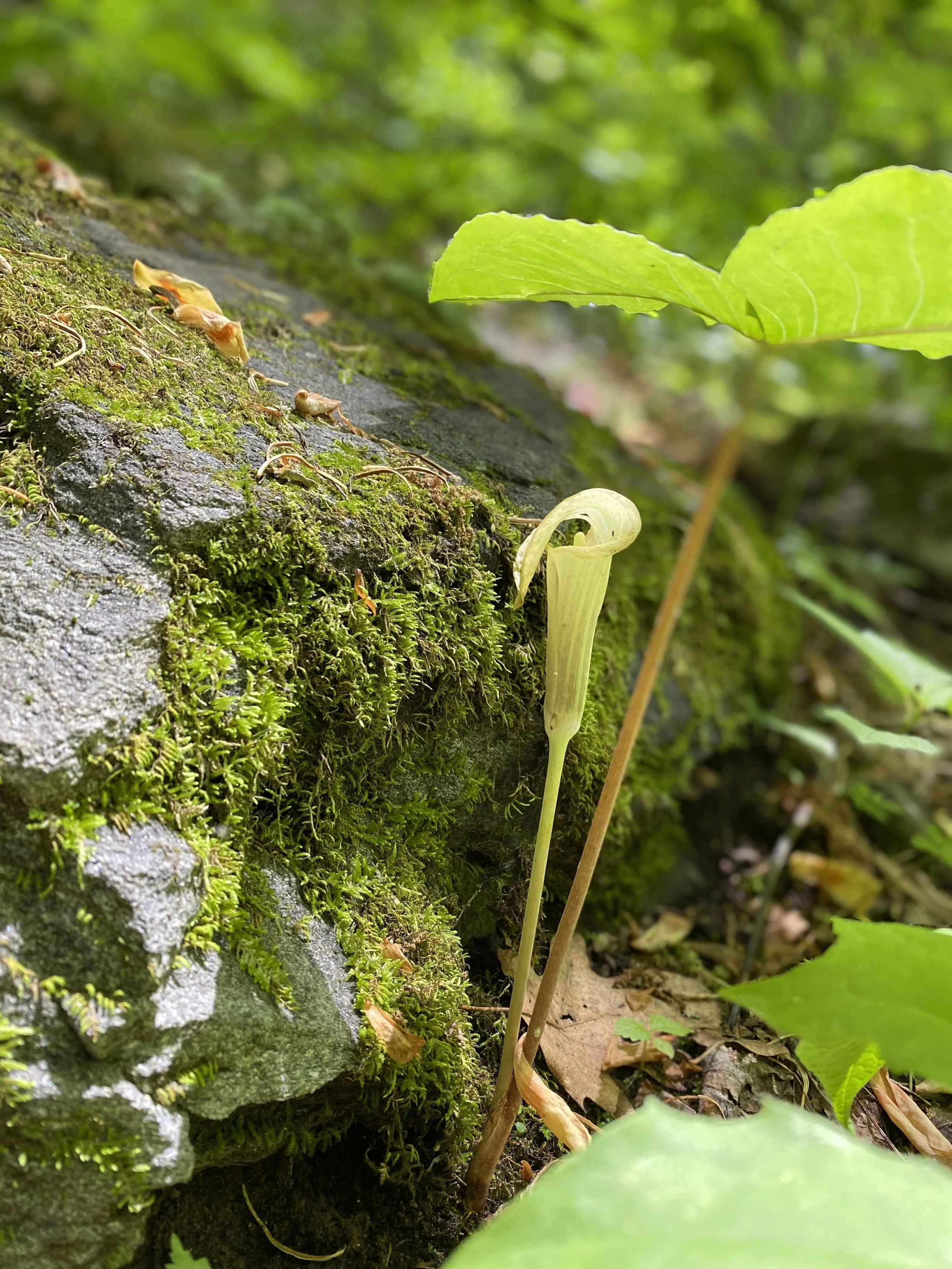 Remember Jesus Christ, Risen from the Dead—2 Timothy 2:8-9