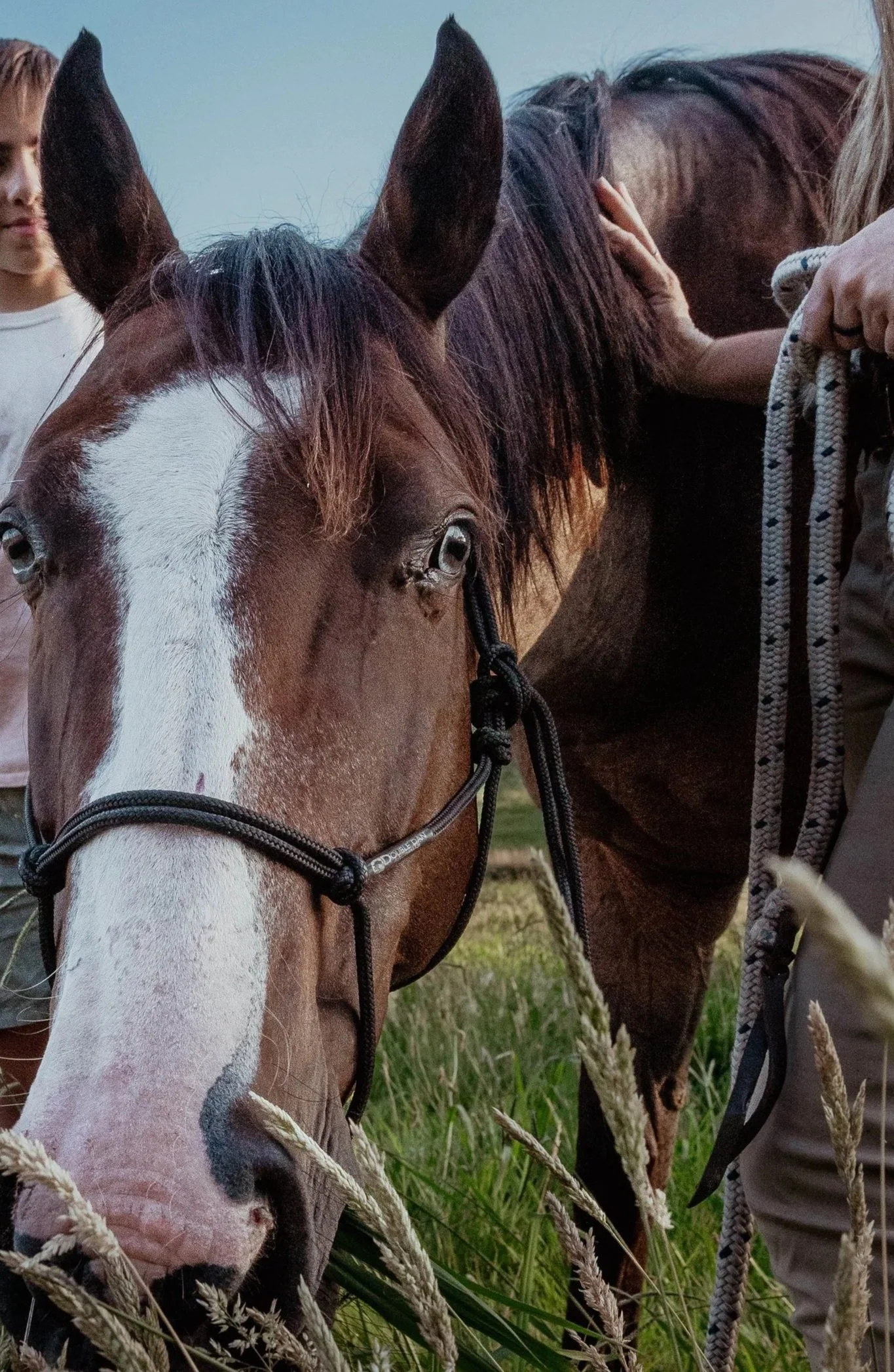 Wild+Hooves+equine+therapy_horse+close+up+in+grass.jpg
