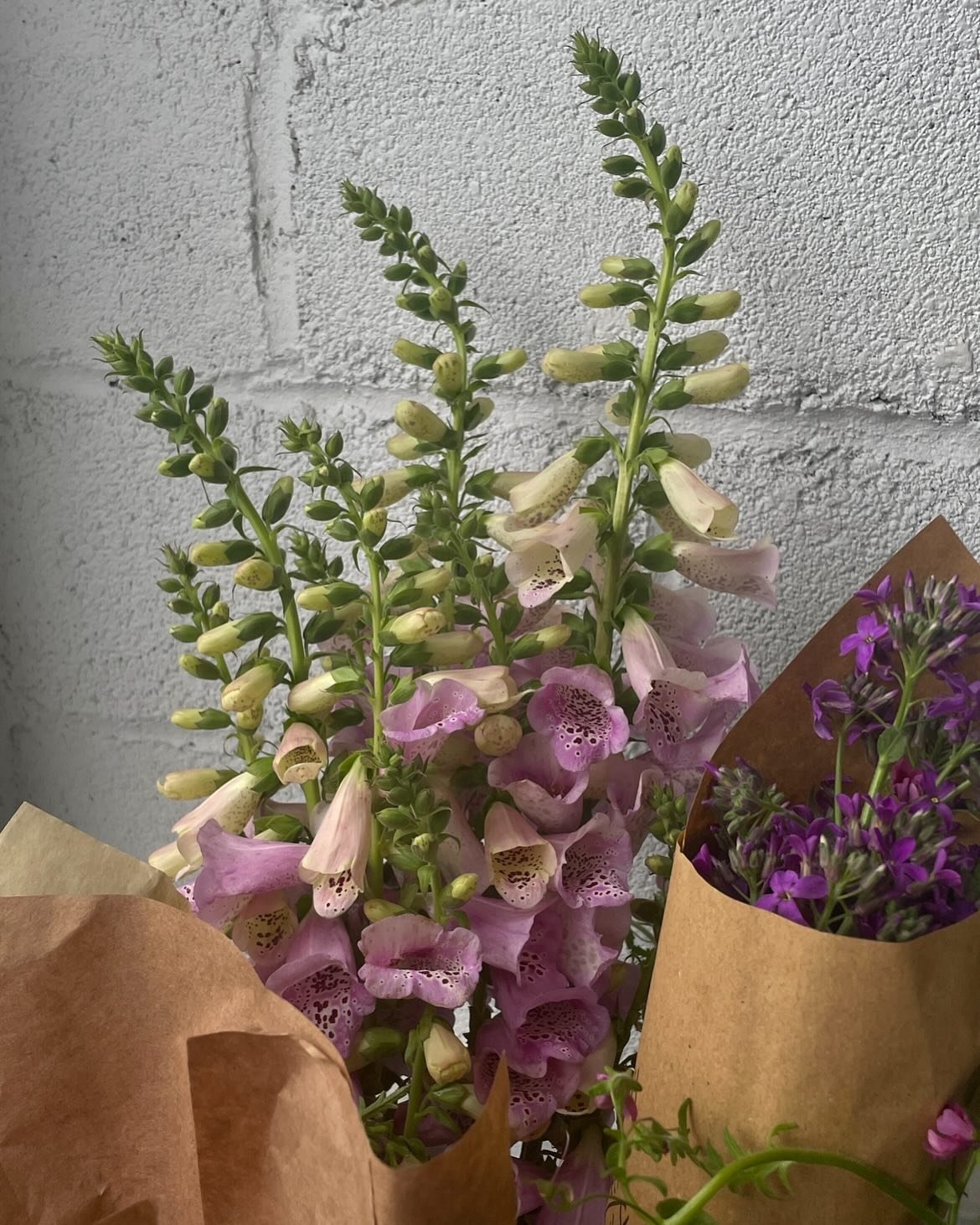 can&rsquo;t think of anything else to say besides thank you 🥹 @renegadeflowerfarm @hickorygrovegardens @libertyplants @phillyfloralguild