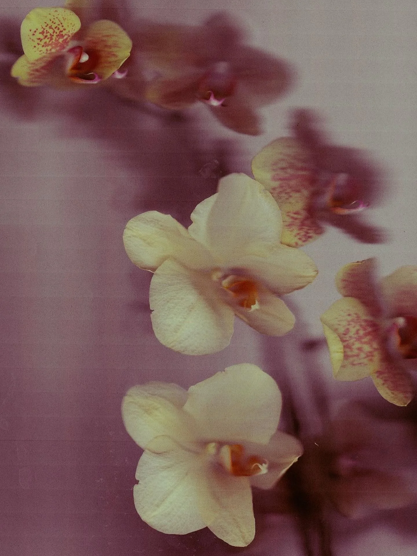 ‘orchid dreams’ scanography by @maria.la.sangre — obssessedddd xx