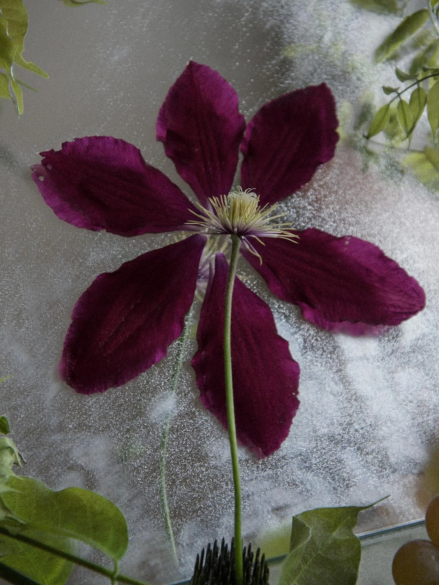 it’s not clematis season but i wish it was