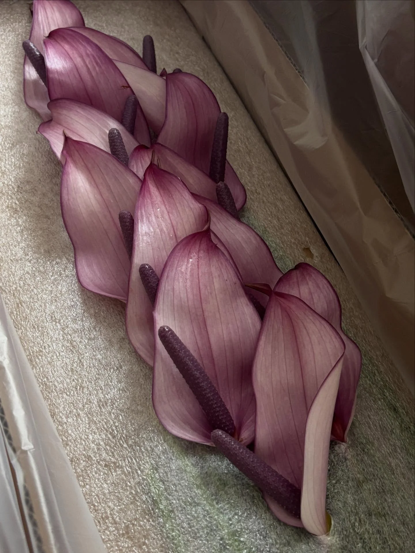 sometimes life is like a box of anthurium🔮