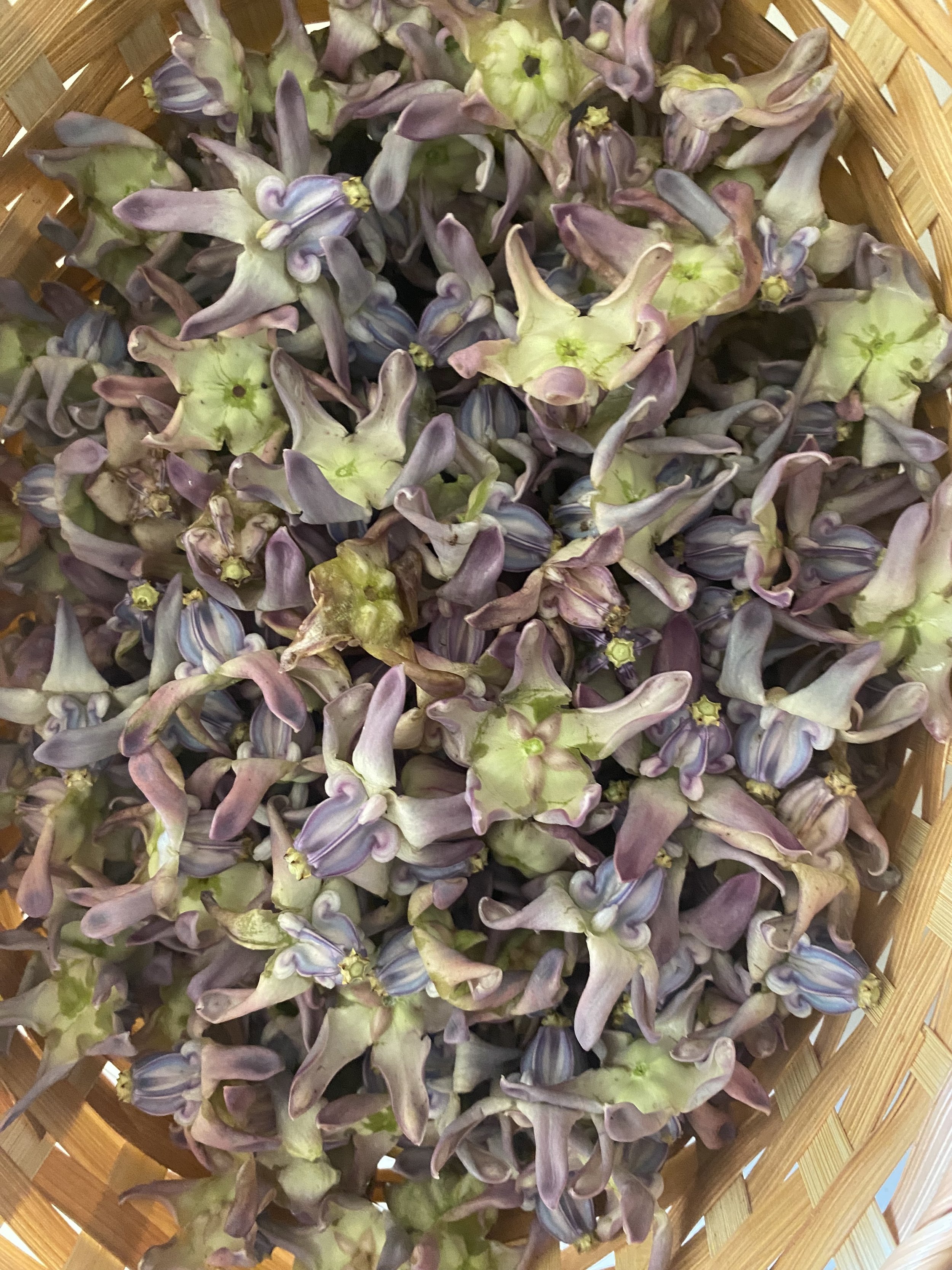 crown flower .jpg