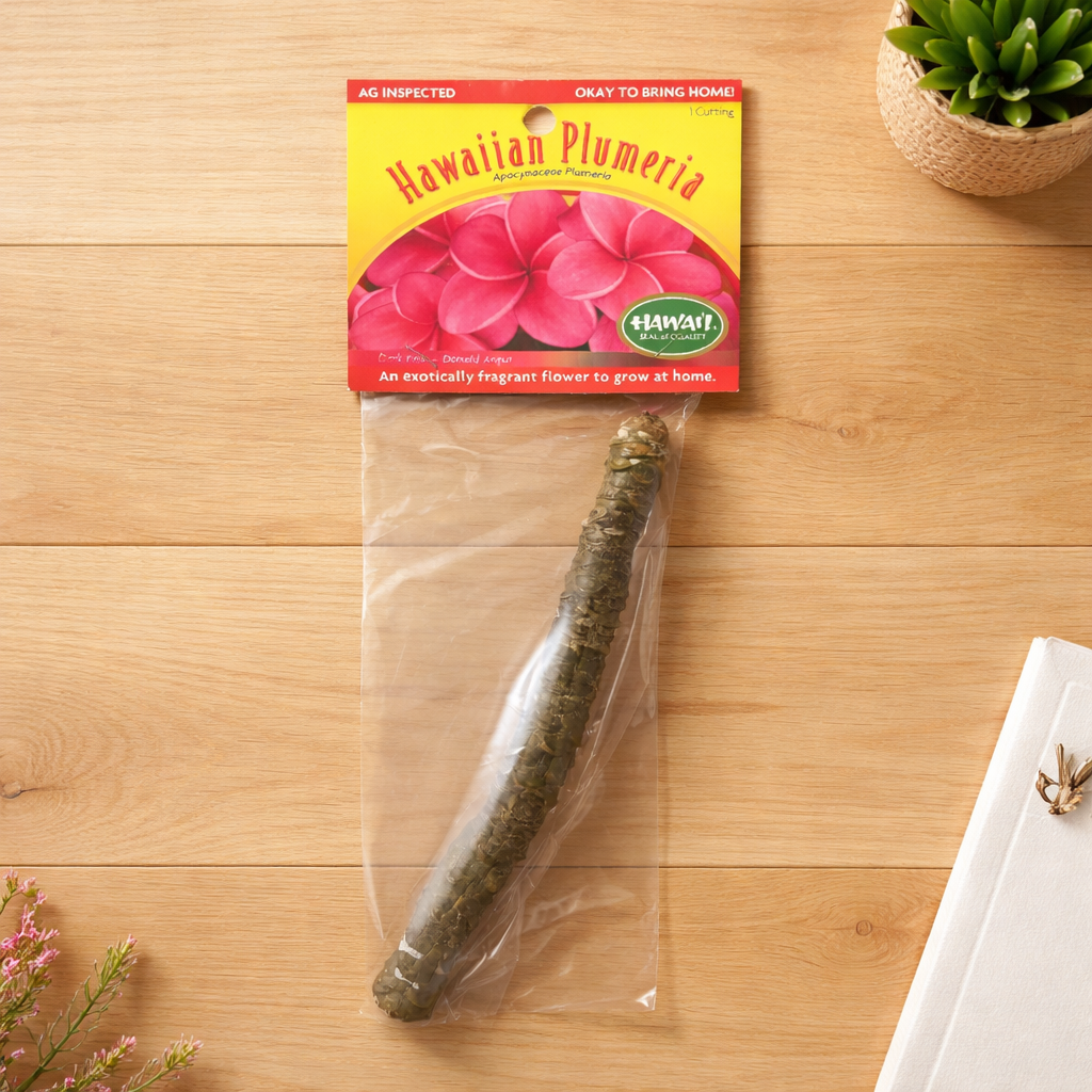 Plumeria Cutting – Donald Angus (Pink Hawaiian Plumeria)