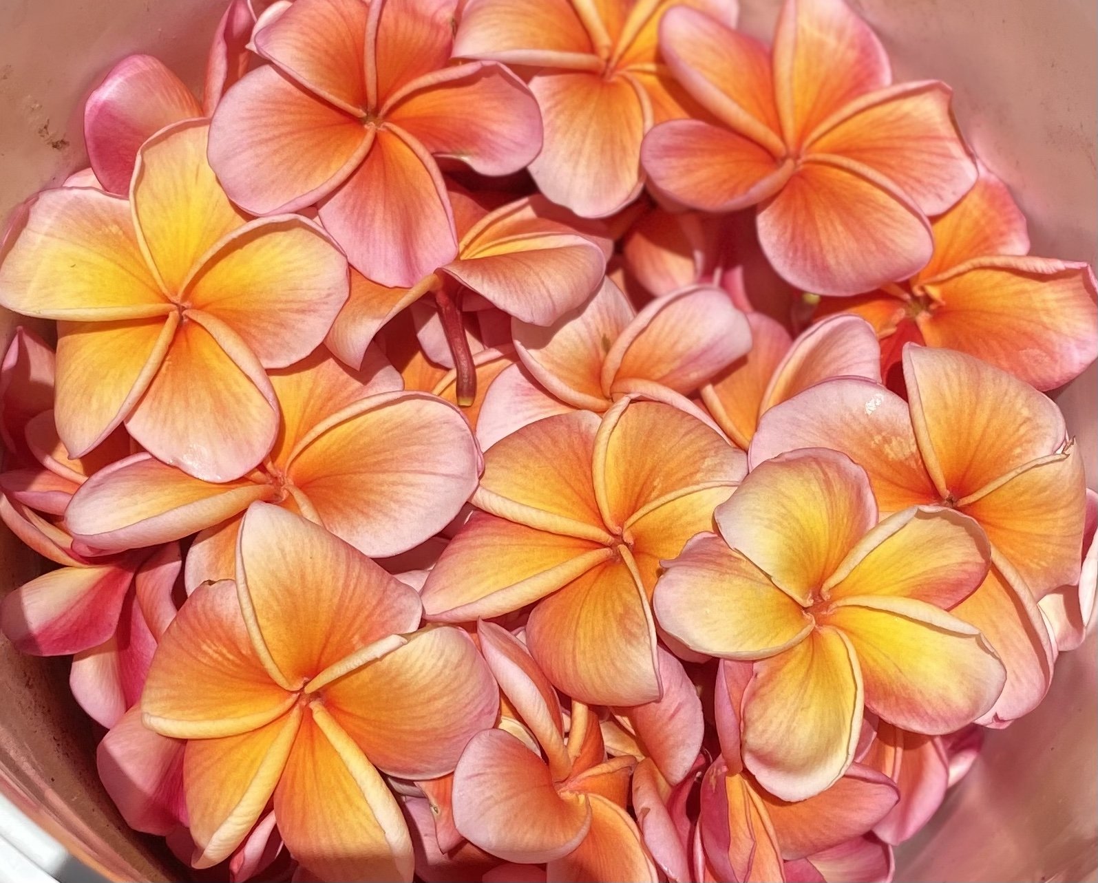 Kimo plumeria .jpg