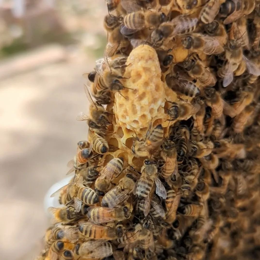 Spotted a few of these queen cups in my hive today. Last week my hive swarmed and the old queen moved with them. The girls were trying to swarm again so I quickly split the hive, moving half of the queen cups to the new hive, and leaving the other ha