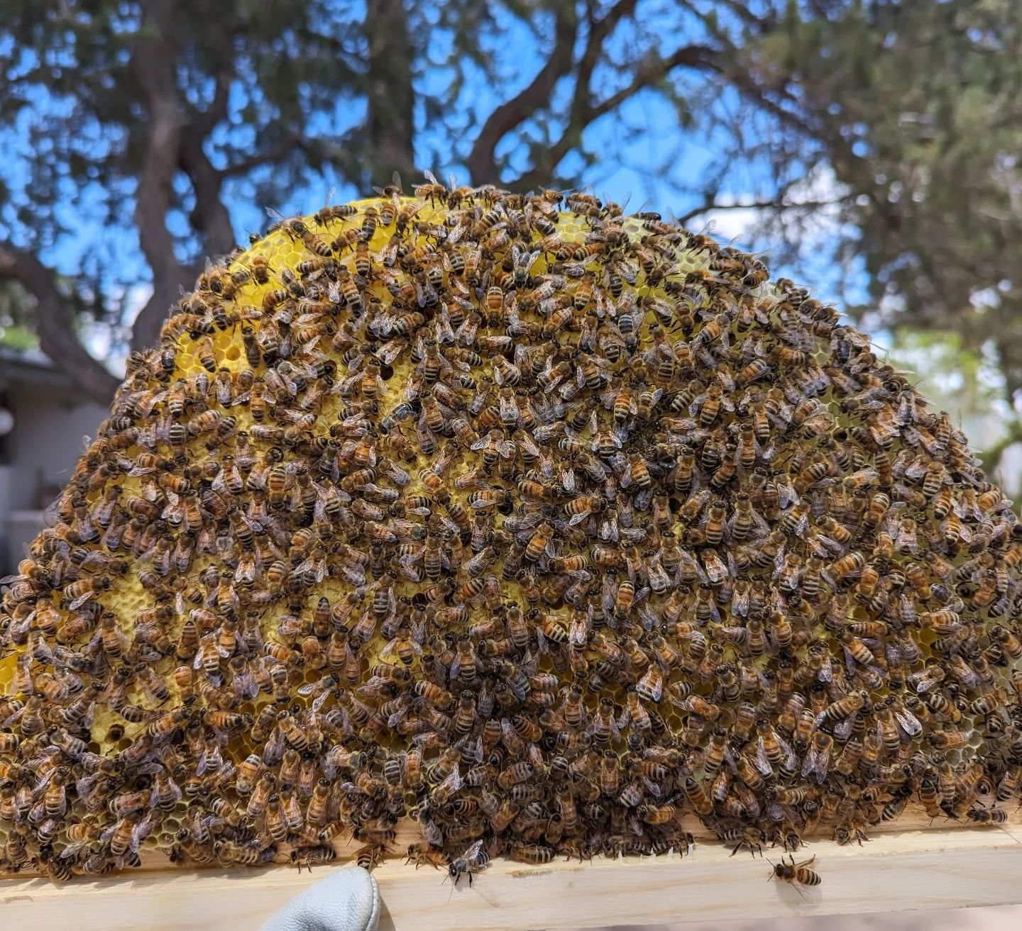 This IS a pottery account. I promise. But look at these cutie little bees doing their thing! I really can't help but share how amazing these little things are. It's been such a spring for learning. 2 swarms and a split. I promise I will get back to p