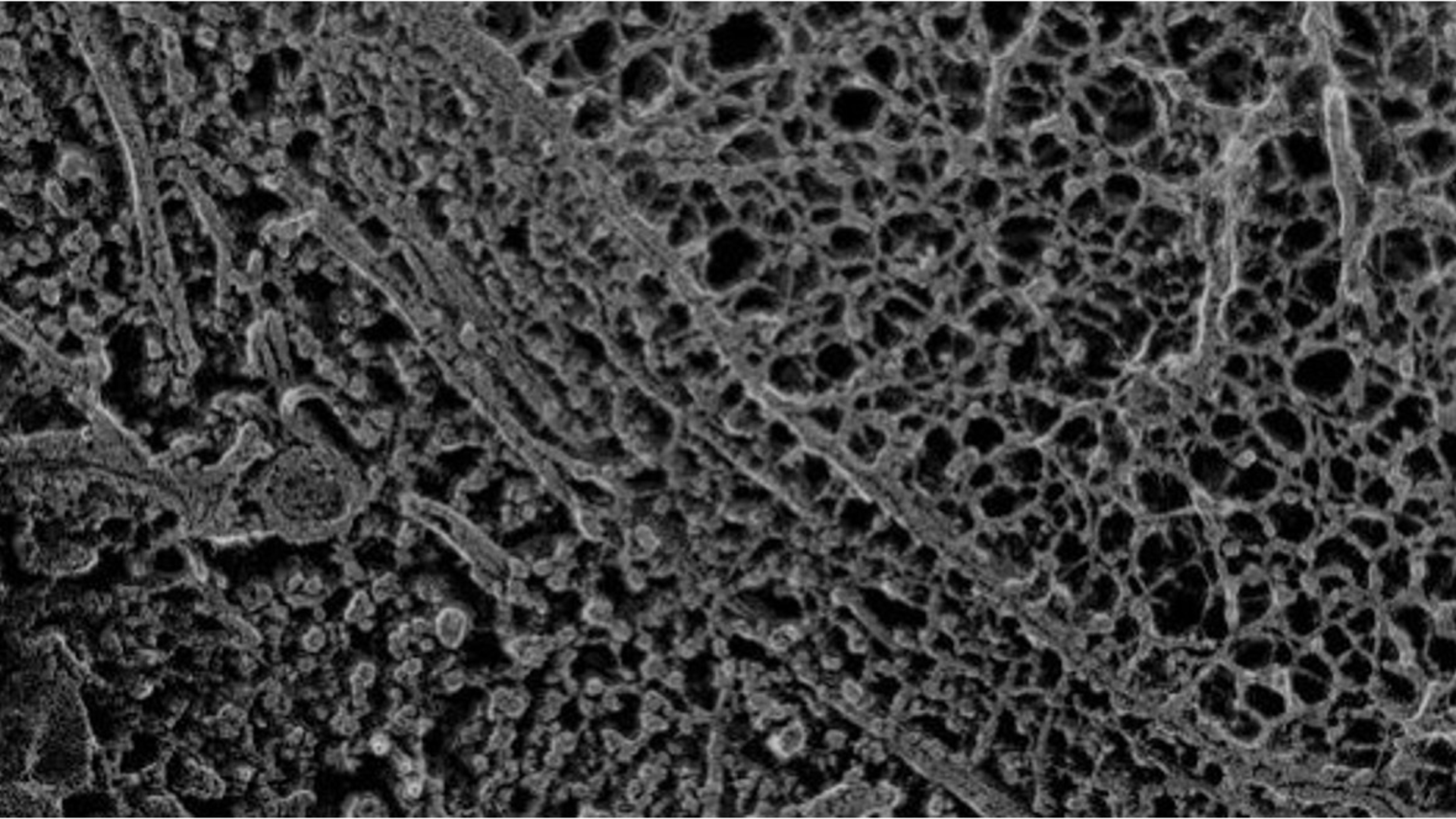 Crosssectional image of a cell in it's native microenvironment.