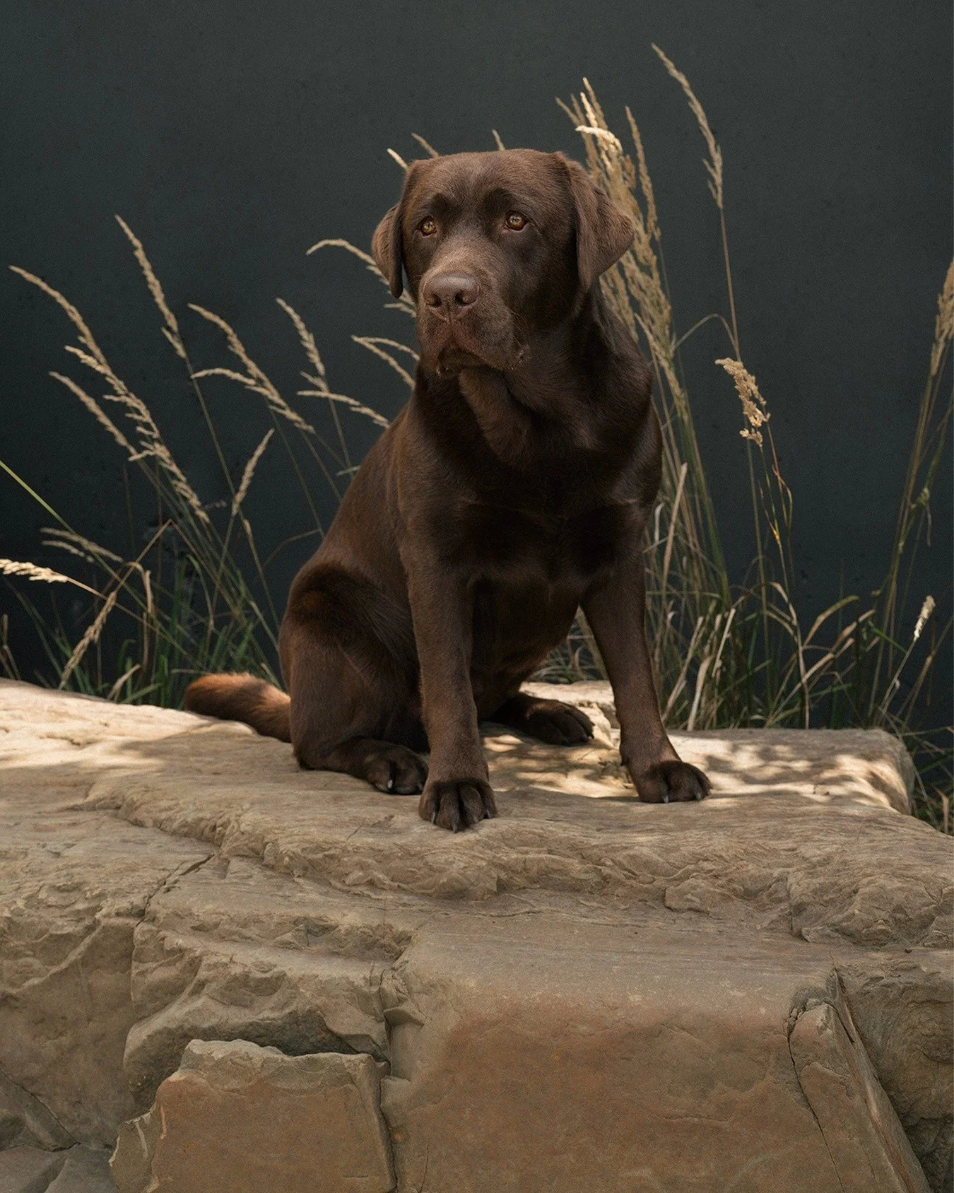 May or may not be because of the handsome model in this application, but our Moss Rock boulders can create stunning focal points within your landscape. 

/ Hugo on Moss Rock Boulder

&bull; &bull; &bull;

#stoneboulder #stonehardscape #naturalstone #