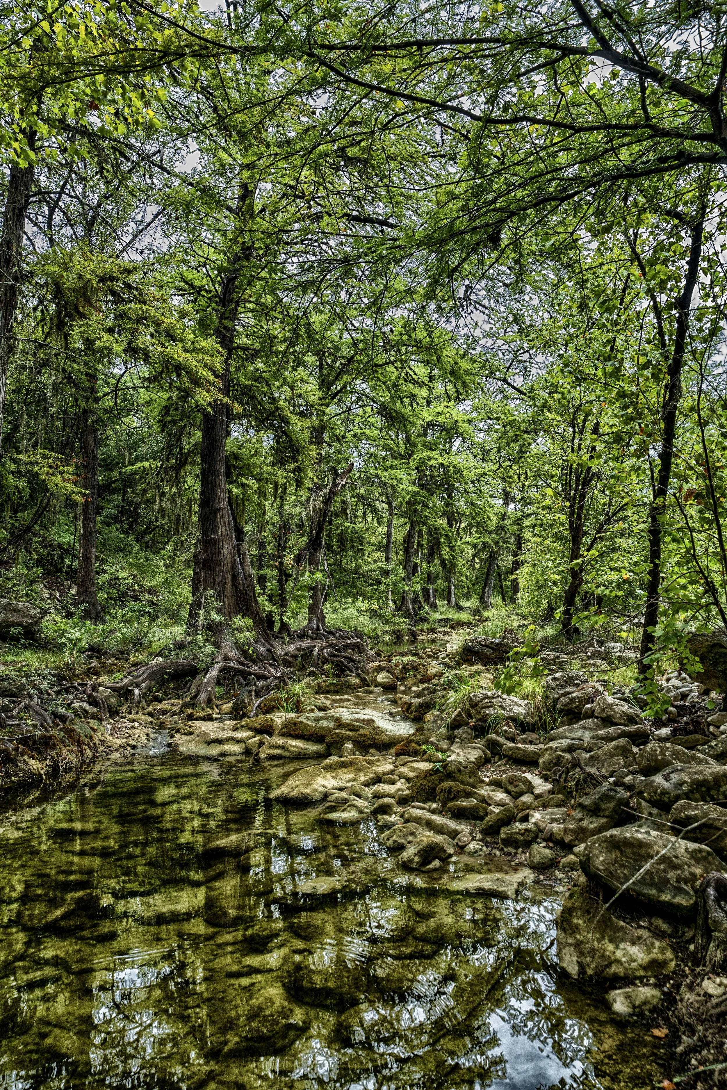 CypressCreek4Sept20.jpg
