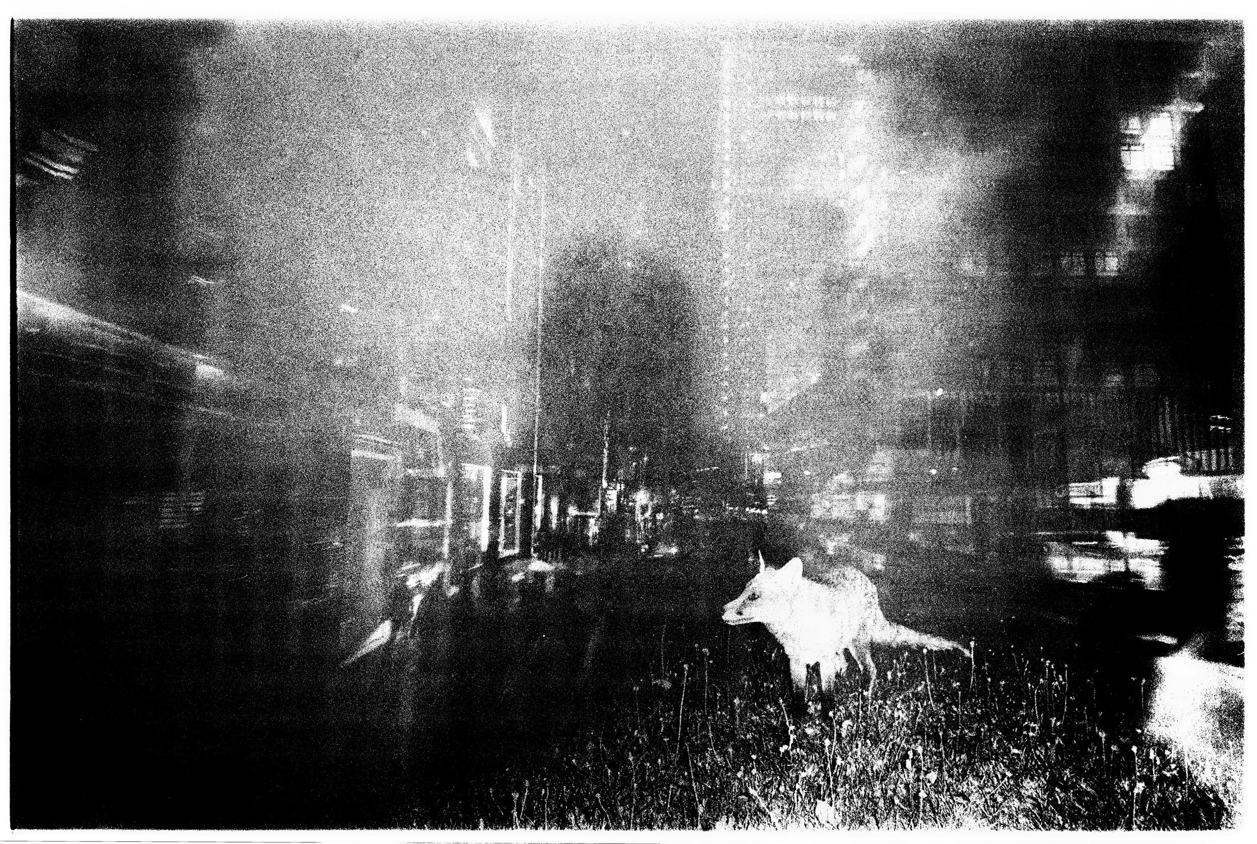 Black and white image of a street at night with a dog standing in a grassy area in the foreground.