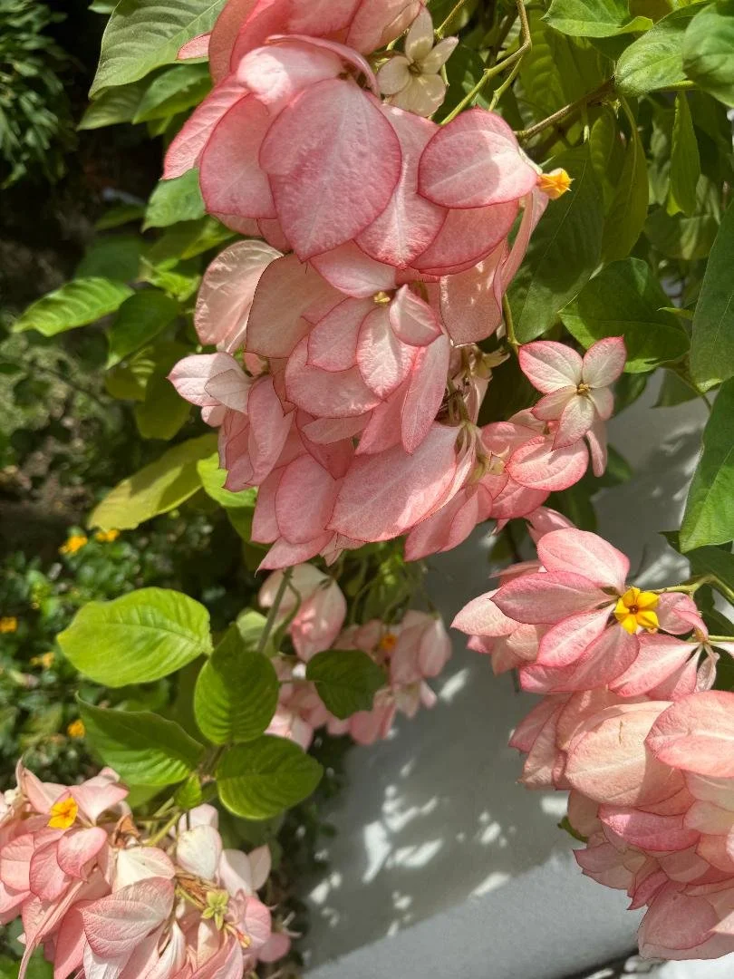 1-2024  - Pink Flower at SANDALS.jpg