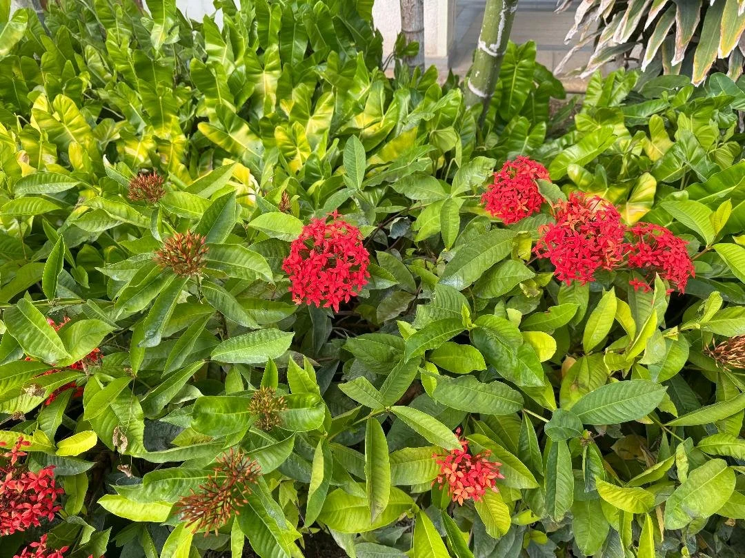 1-2024  - Red Flowe4rs.jpg