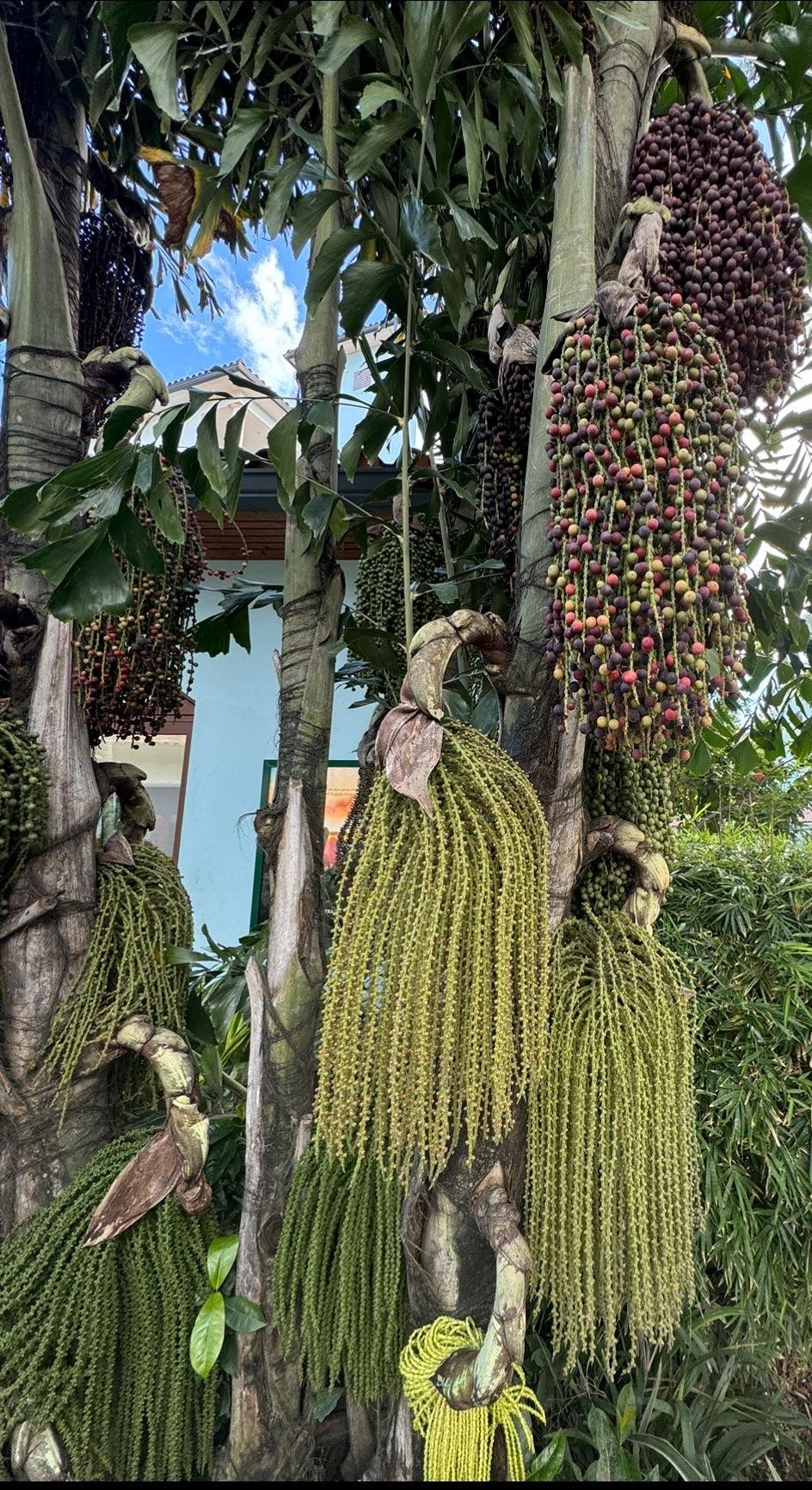 1-2024  - Berry Tree .jpg