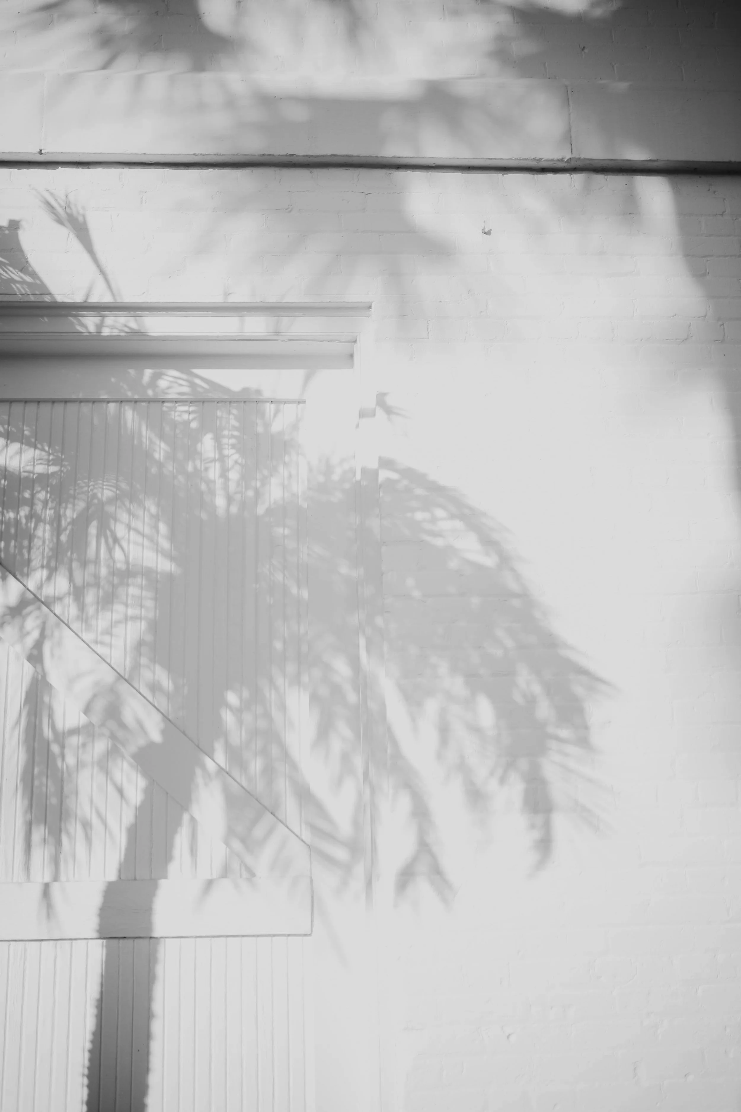 Shadows of palm leaves cast on a white brick wall and door.