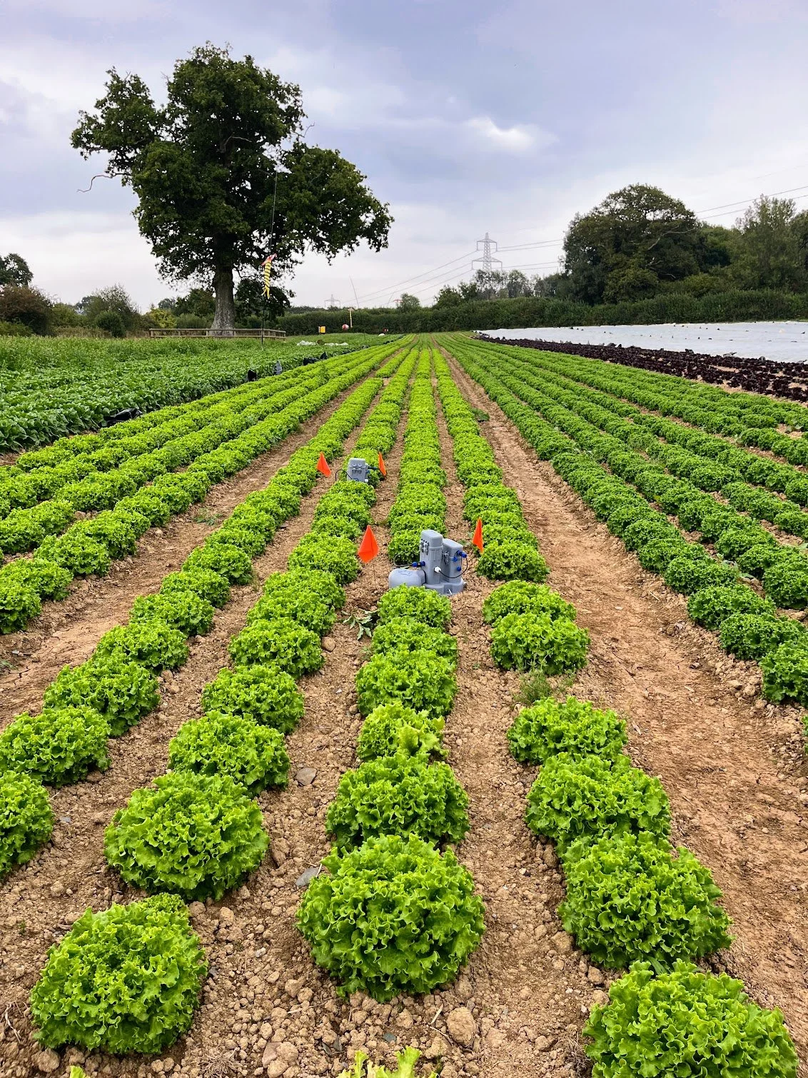 Soil sensors, earth rovers & optical graders: How tech developed with nature recovery & sustainable farming in mind is helping organic growers map out a brighter future