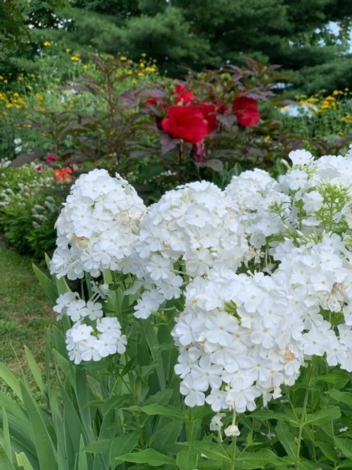 Rockery Flowers
