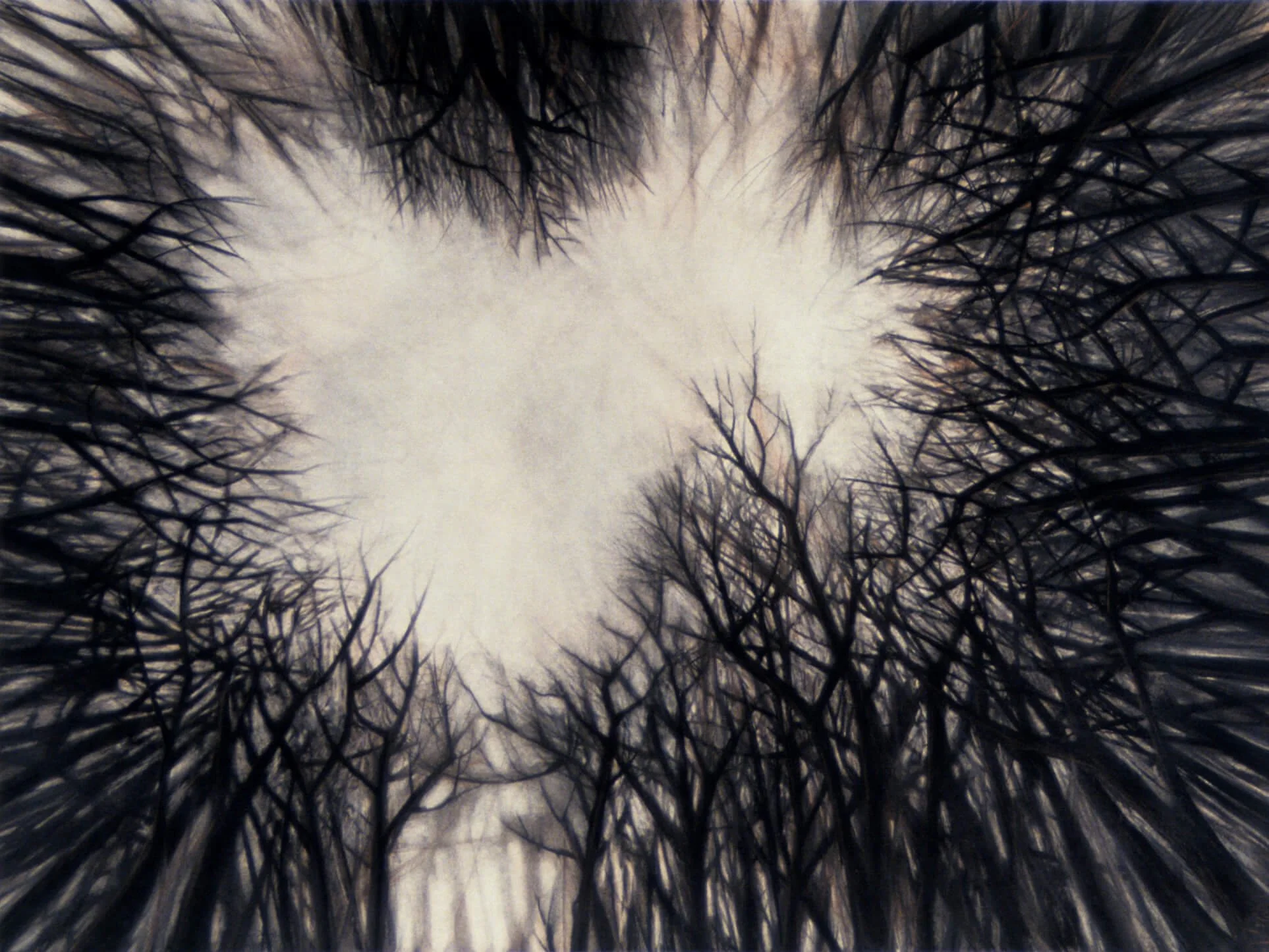 Skyward, 2003, charcoal on paper, 41 x 53 inches