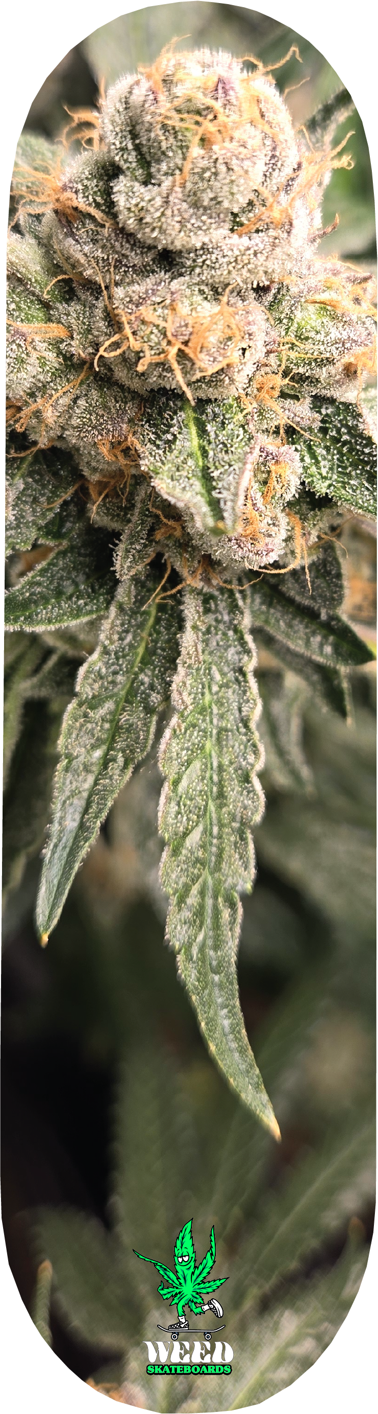 Cannabis Series 2.png