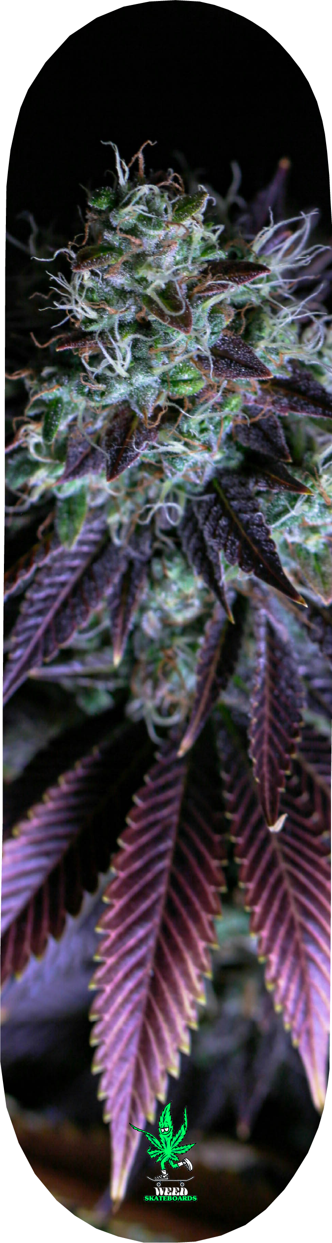 PURPLE PHENOTYPE SERIES 2.png