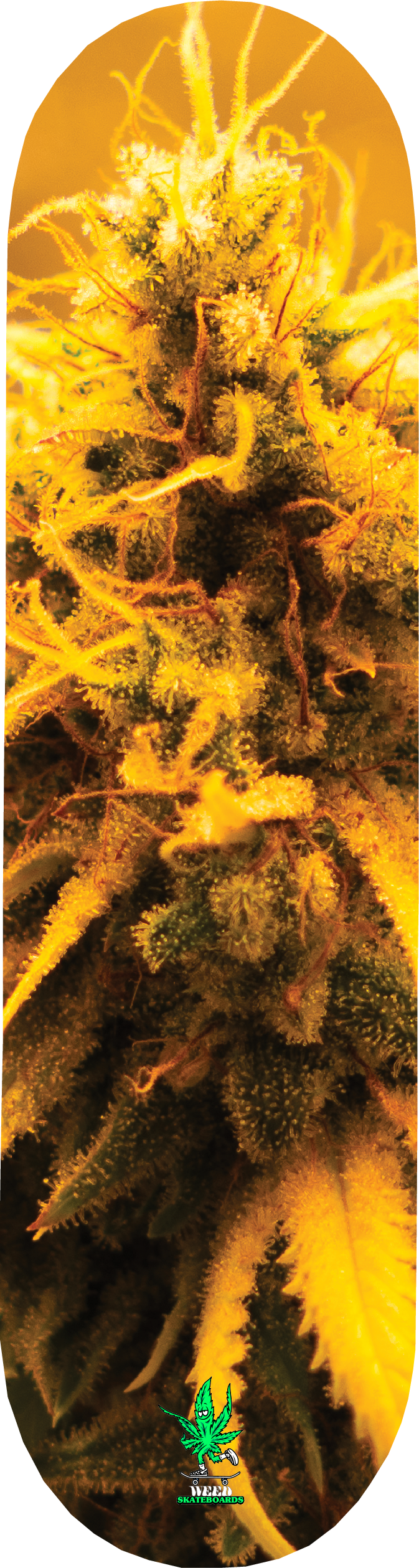 MR. CLEAN PHENOTYPE SERIES 3.png