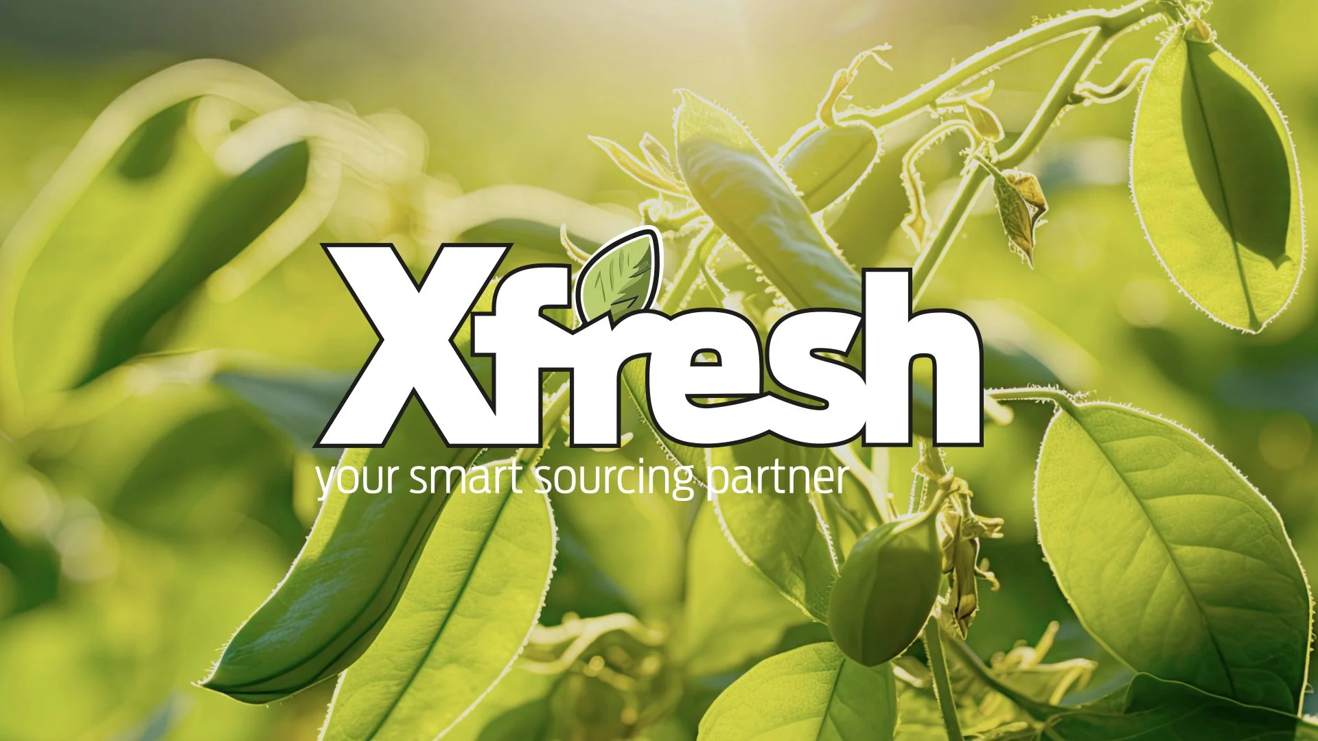 Close-up of green bean plants with beans and leaves in natural sunlight, with overlay text 'Xfresh your smart sourcing partner'.