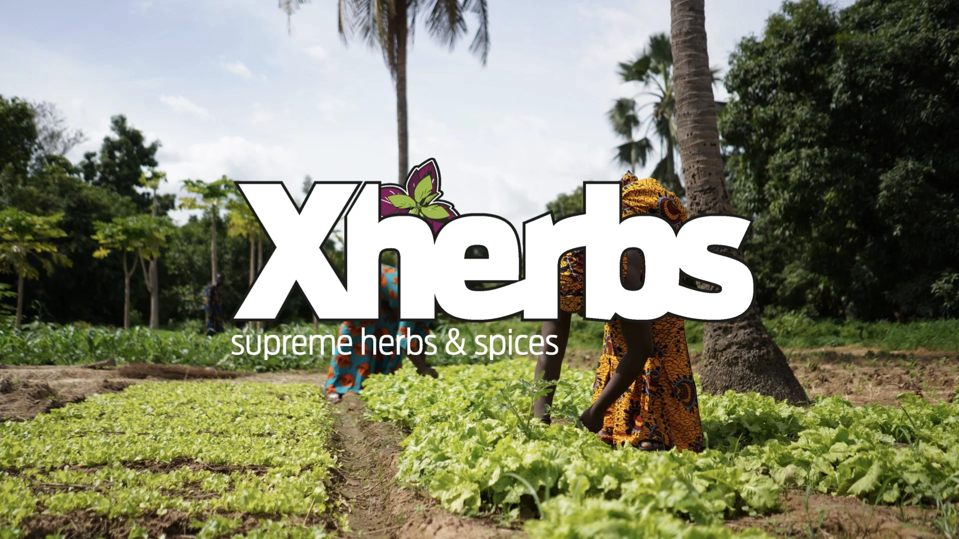 Strategie & Branddevelopment