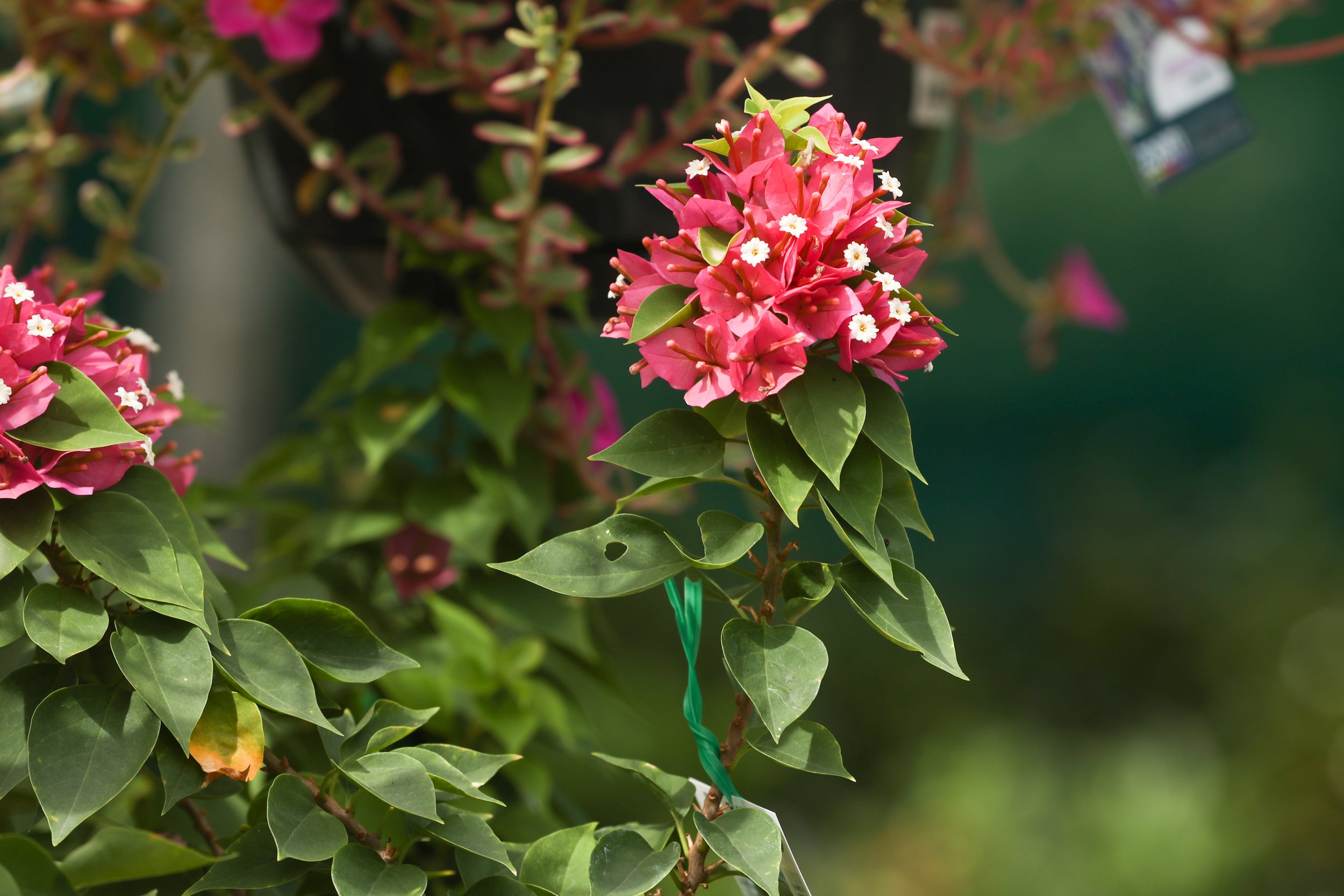 favourites (bougainvillea).jpg