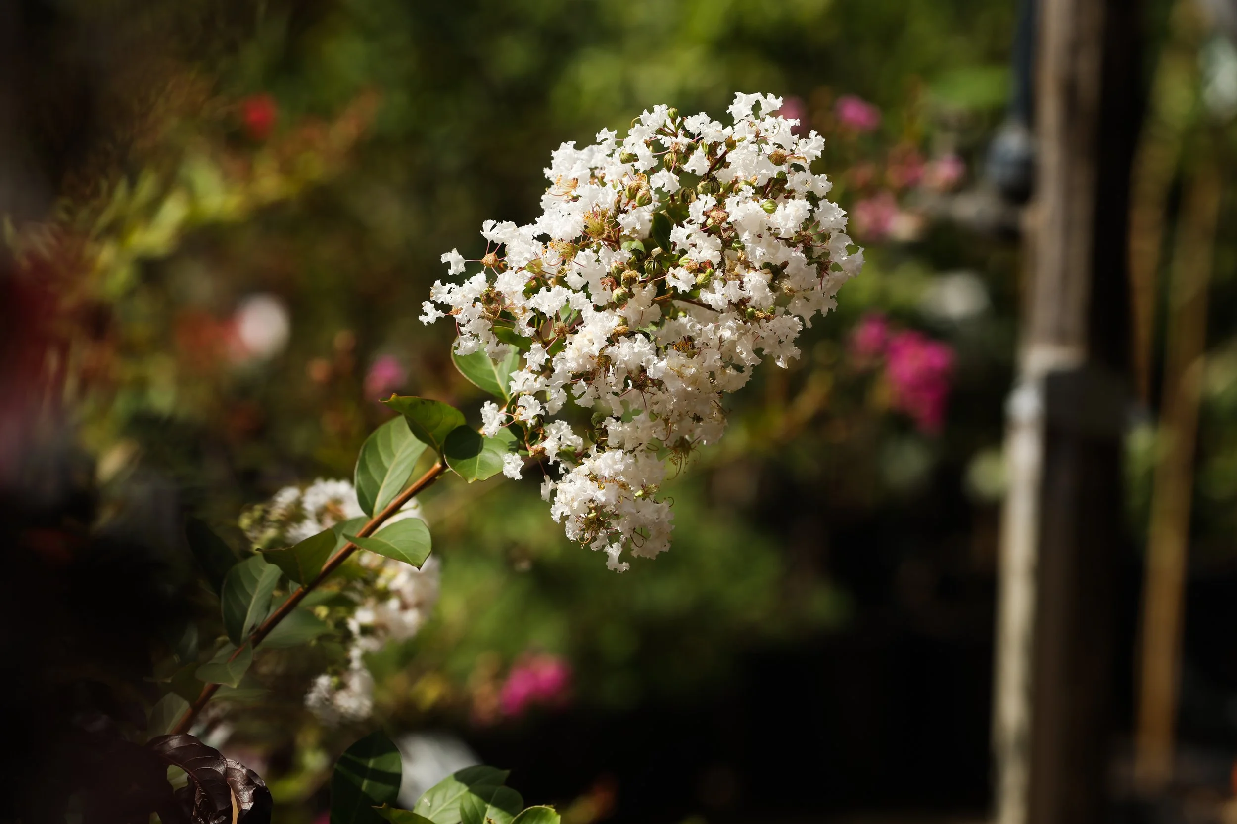 Trees — Dalby Garden Centre
