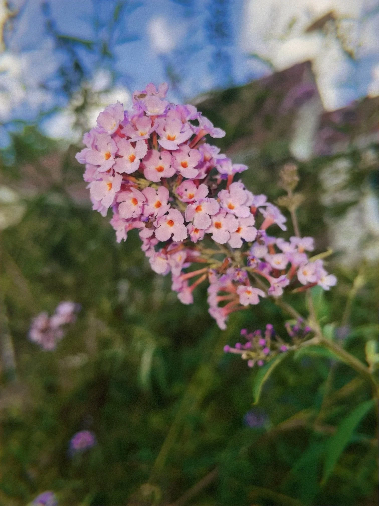 Oxymel