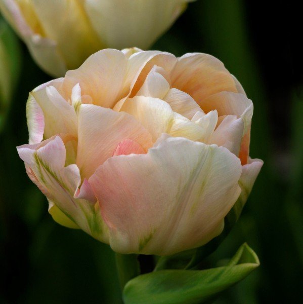 charming-lady-double-tulip-new.jpg