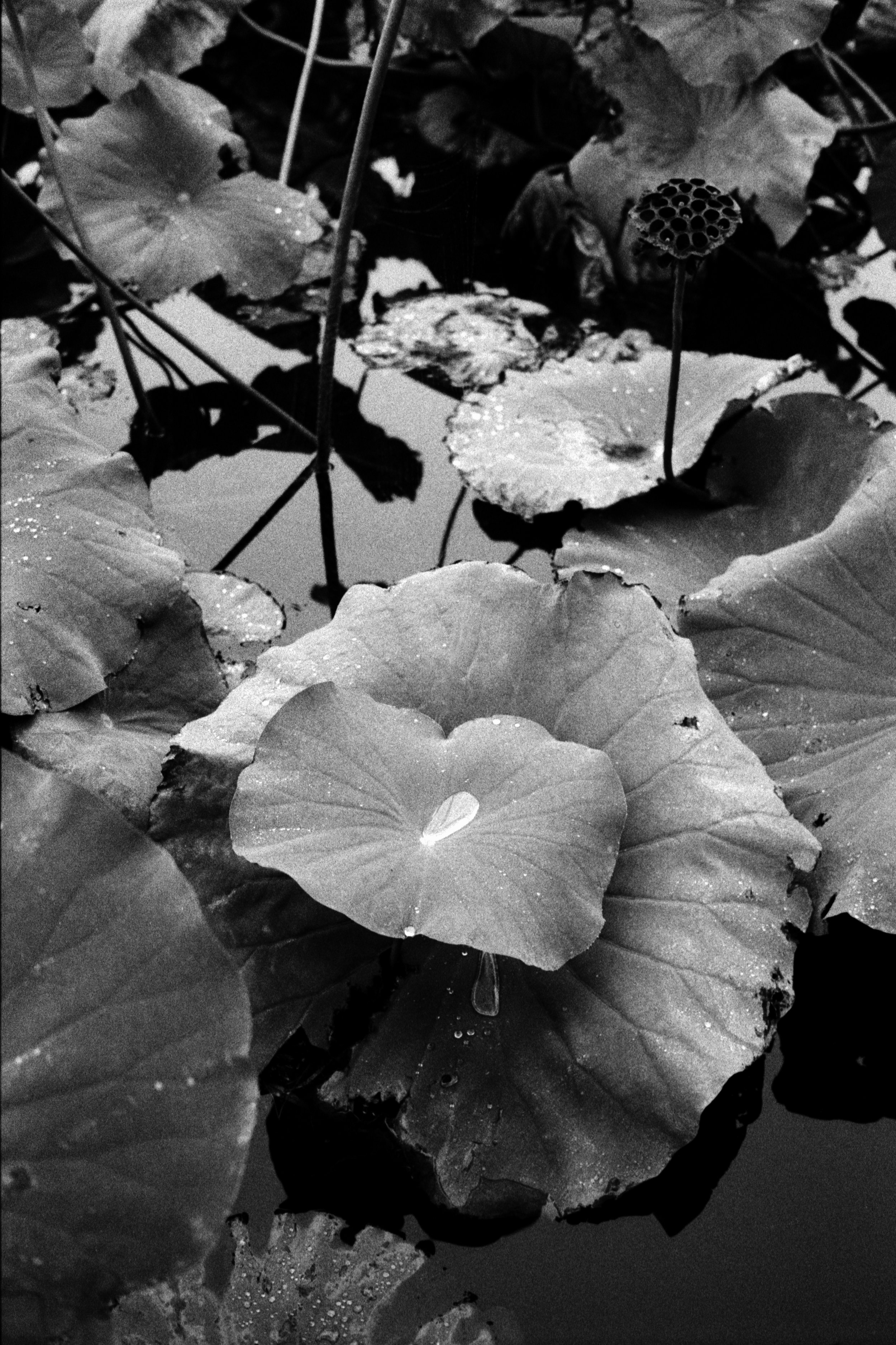 Japan Pt2 Film (85).jpg