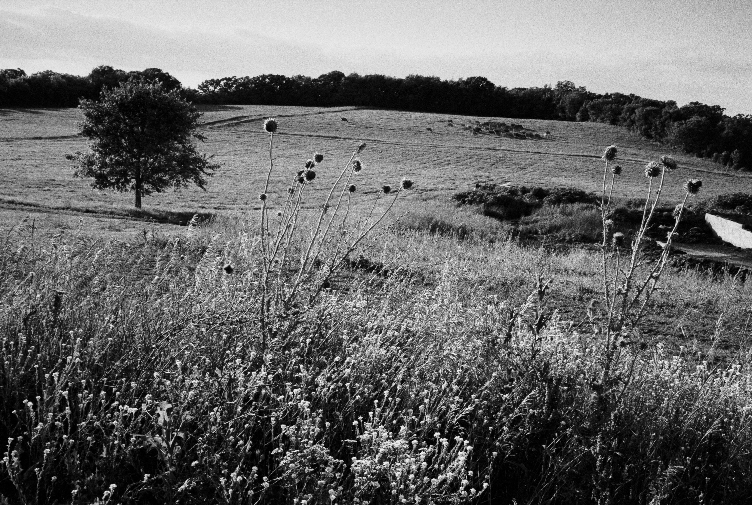 Summer 2025 Pizza Farm (26).jpg